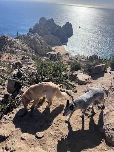 Las Cabo Downtown Dog Hike: Mt. Solmar in Cabo San Lucas